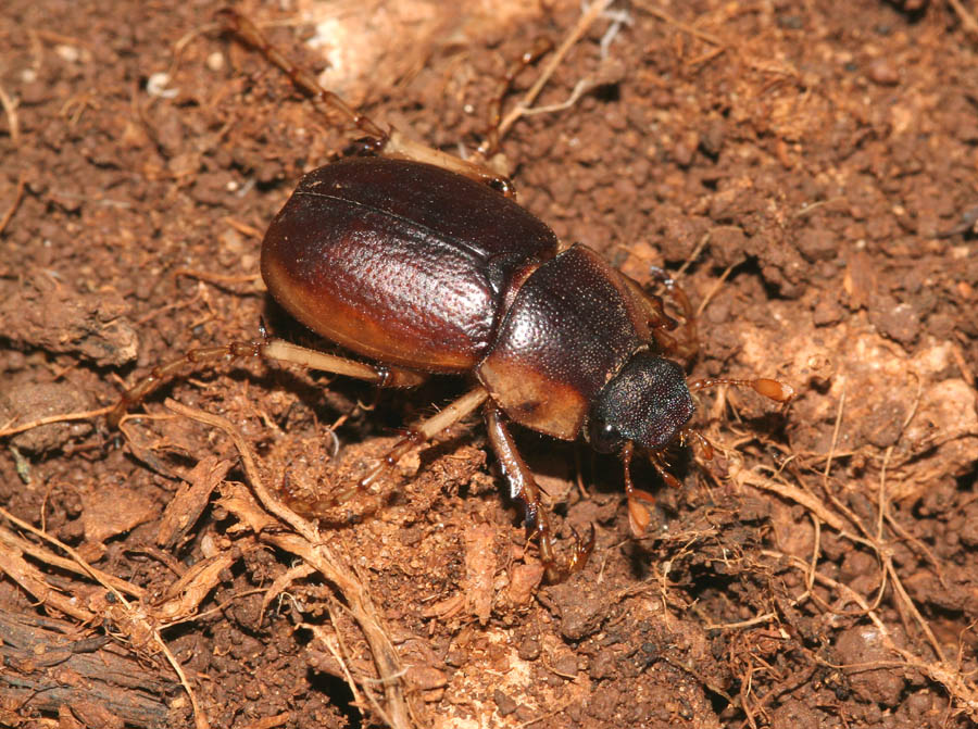 Geotrogus sicelidis